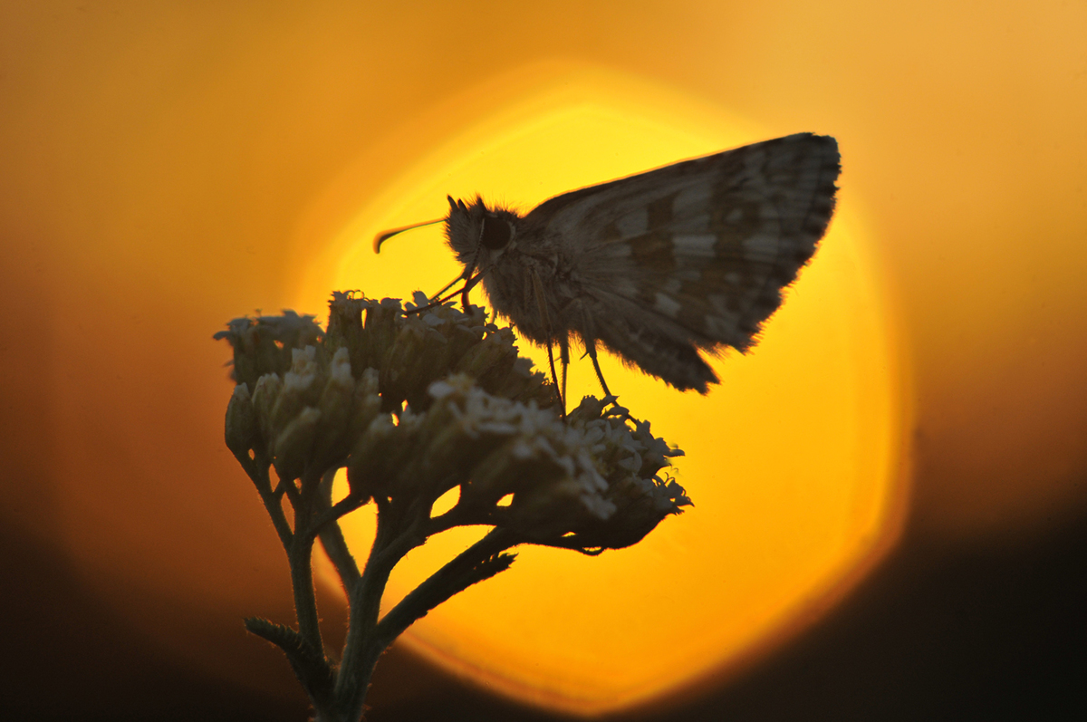 Gaál Zoltán Péter