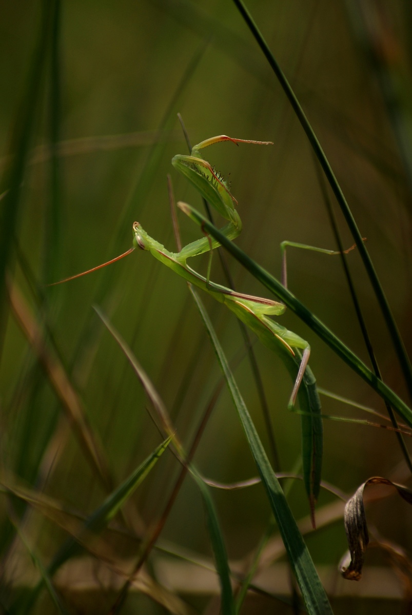 Laczkó-Magyar György