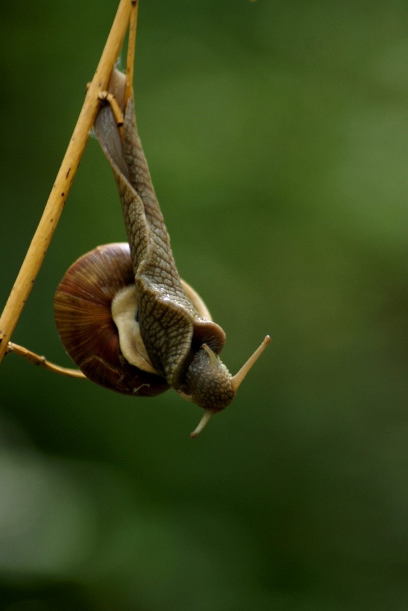 Laczkó-Magyar György