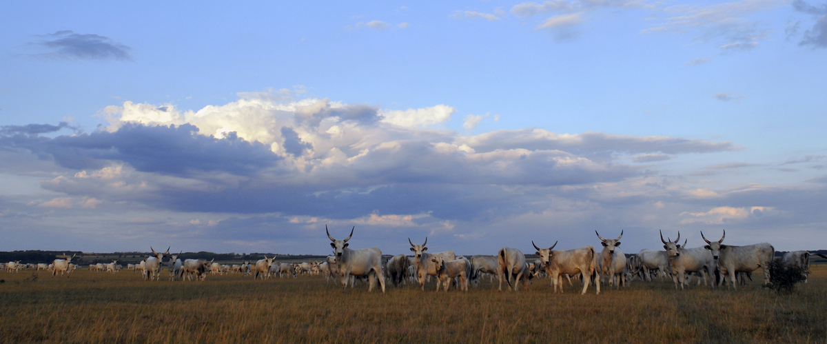 Gaál Zoltán Péter