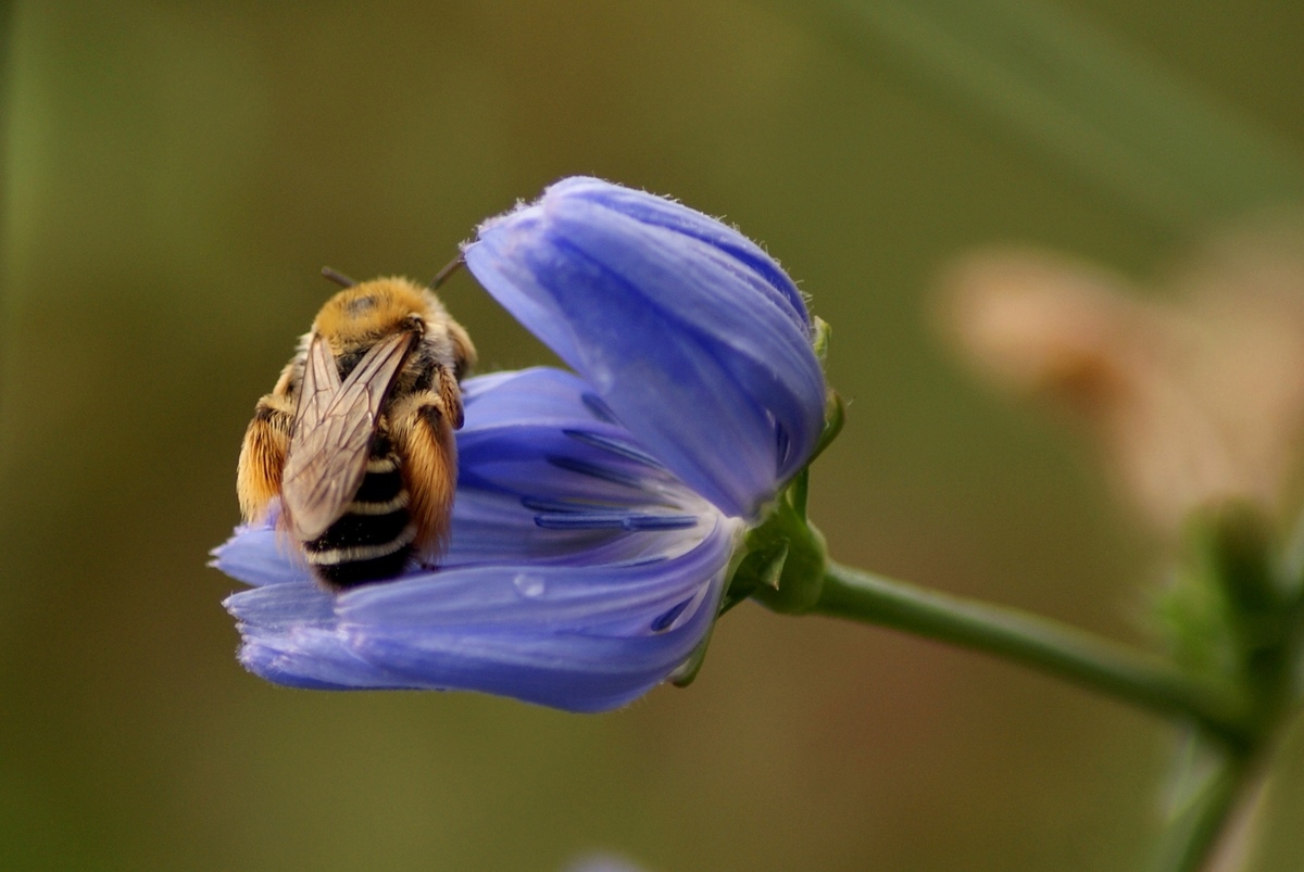 Laczkó-Magyar György