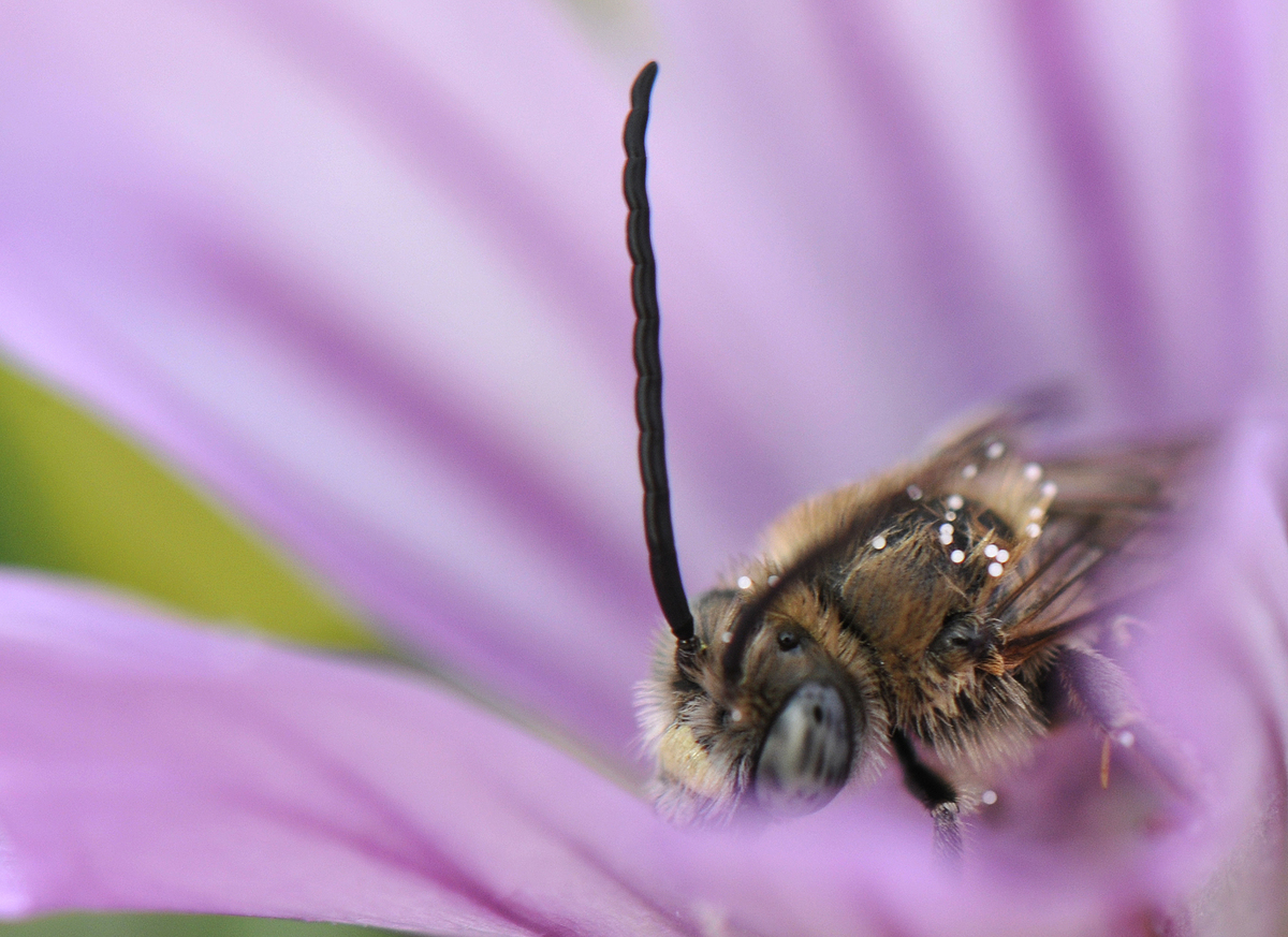 Gaál Zoltán Péter