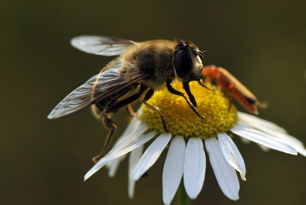 Szárnyak és szirmok