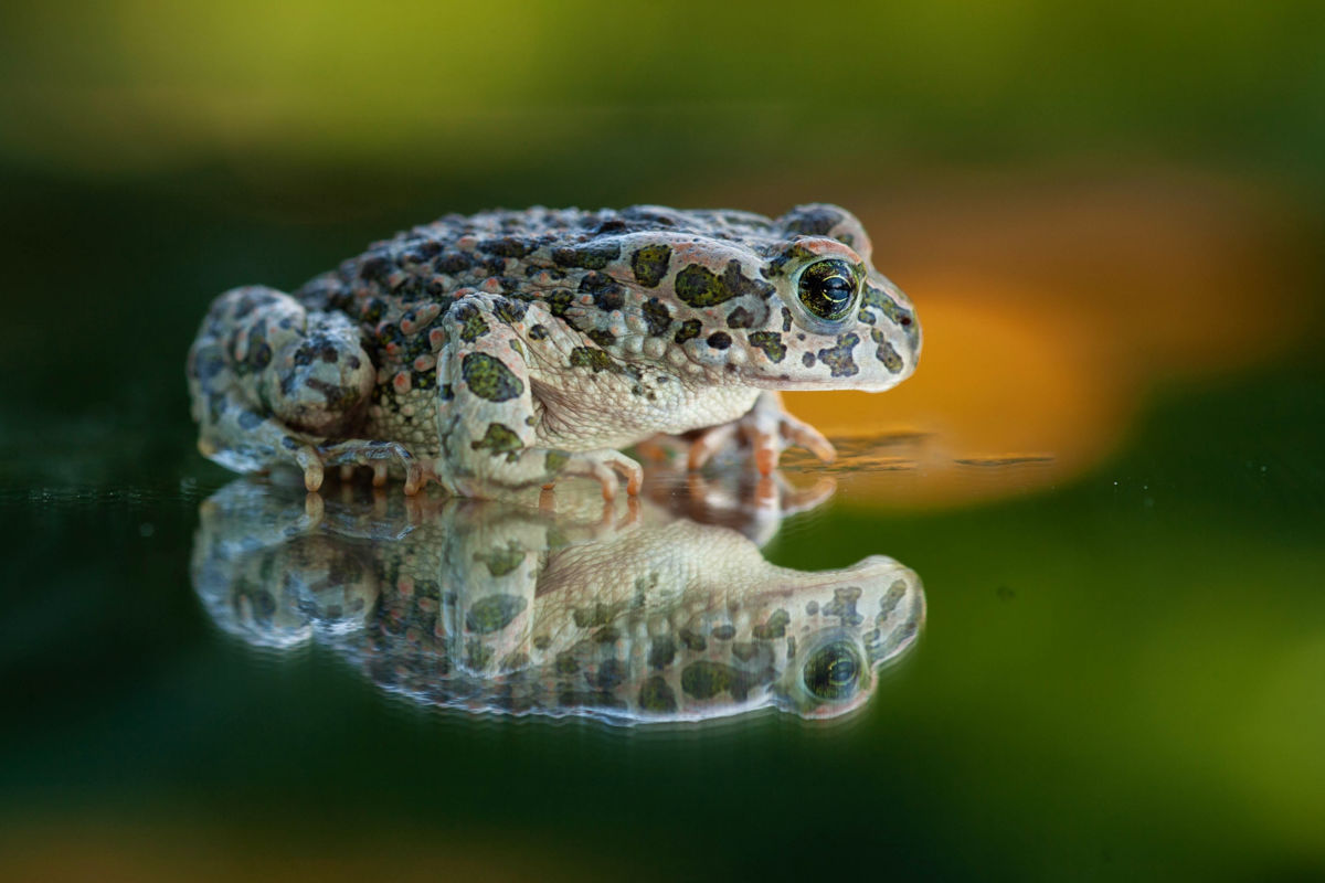 Bernáth Sándor dr. 