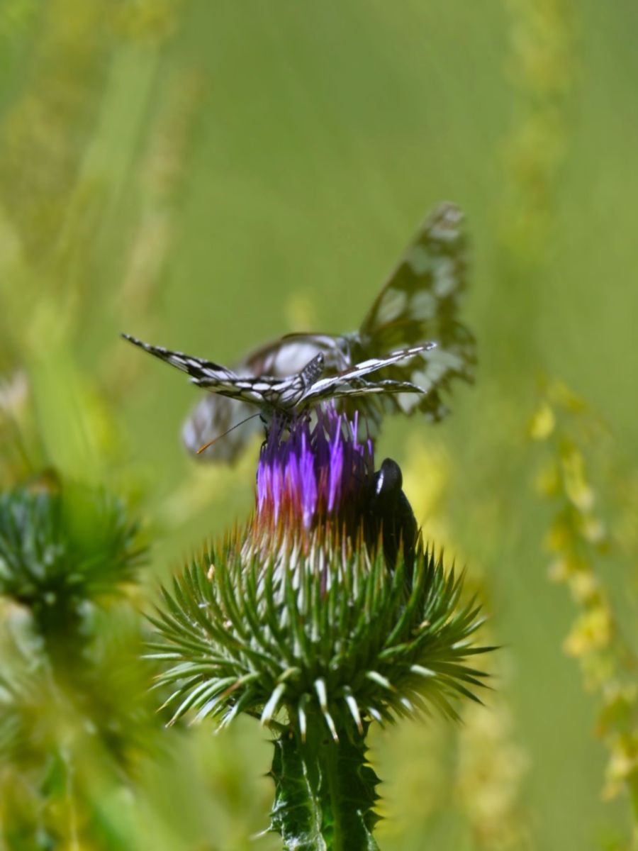 Marik Adrienn