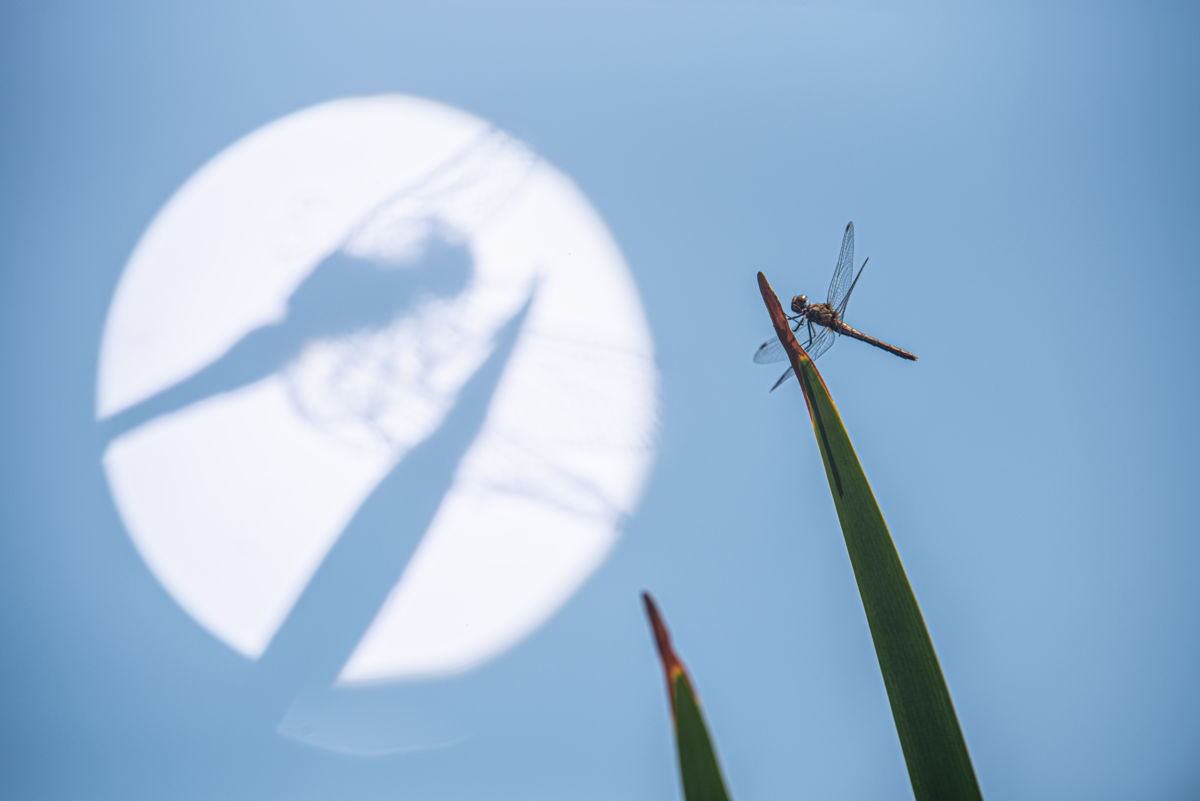 Darányiné Bakos Éva