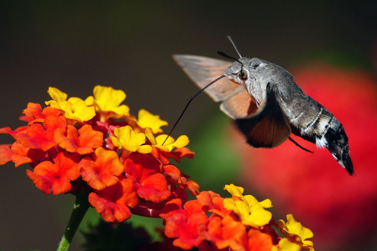 Bernáth Sándor dr. 