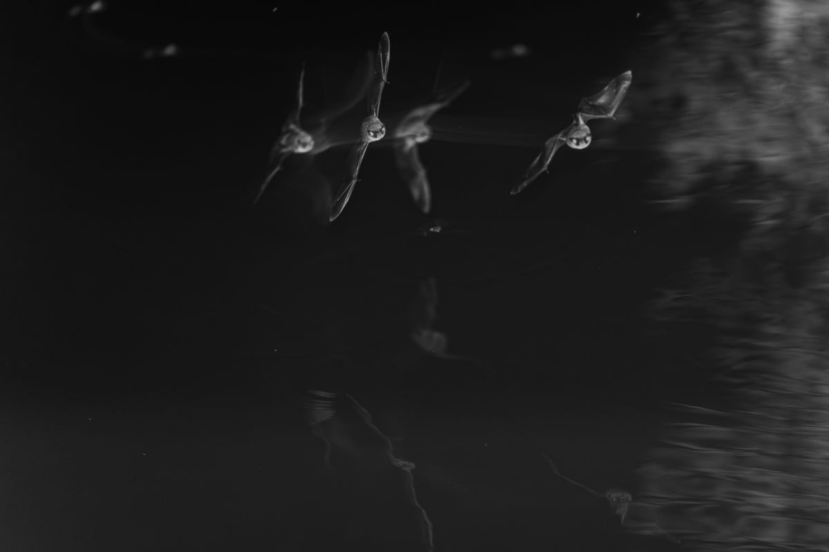 Kovács Dániel Csaba