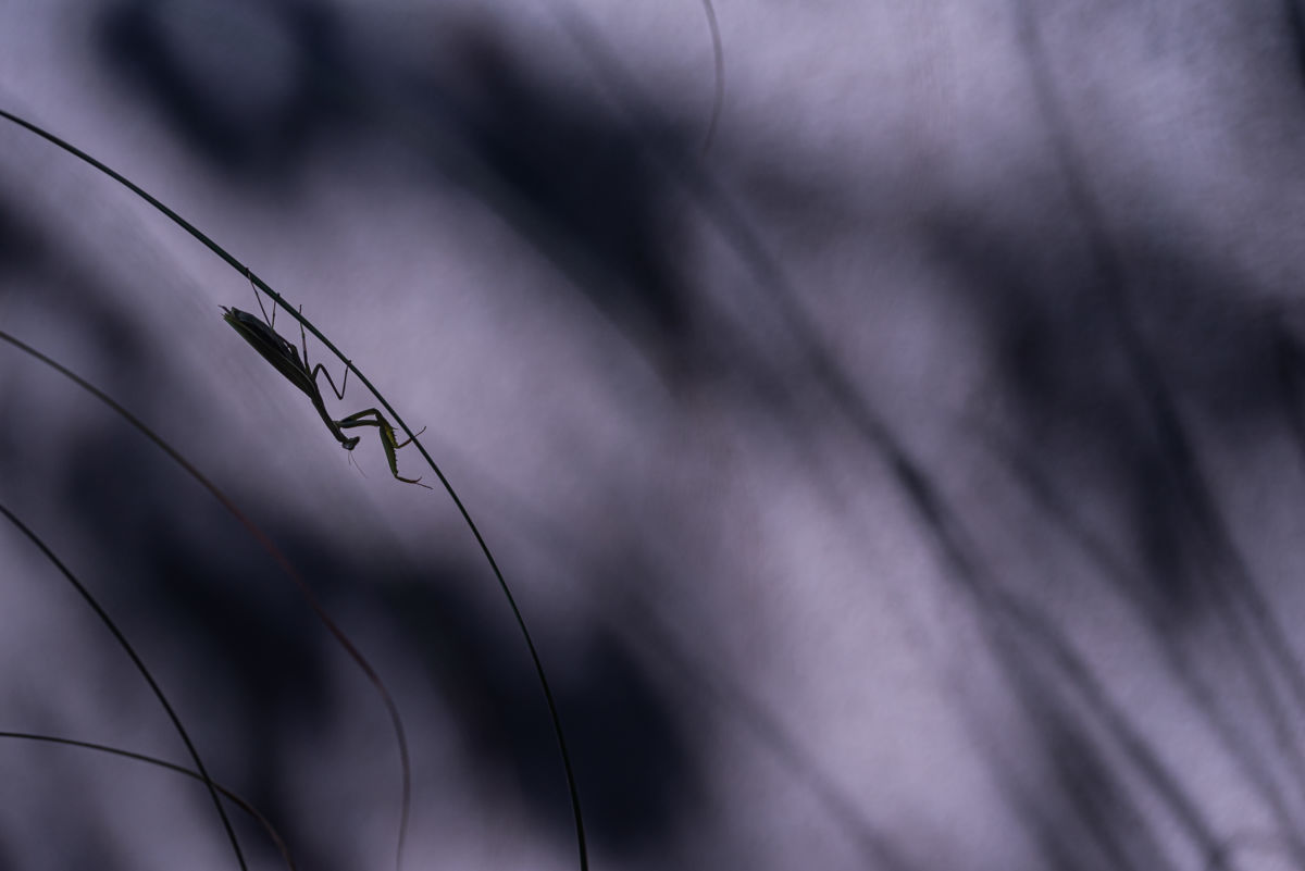 Darányiné Bakos Éva