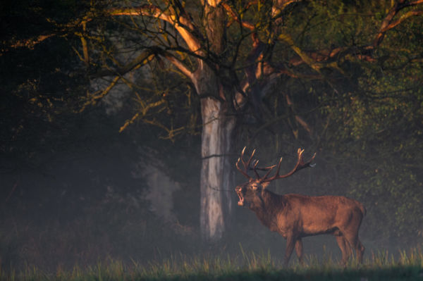 Csendélet bőgésben