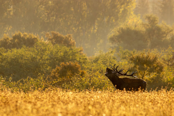 Egy bükki nagybőgő