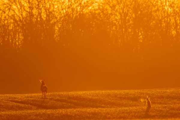 Egy cseppnyi lehelet