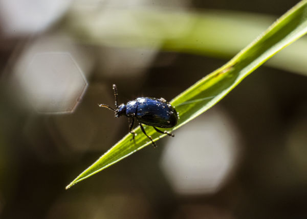 Séta egy fűszálon