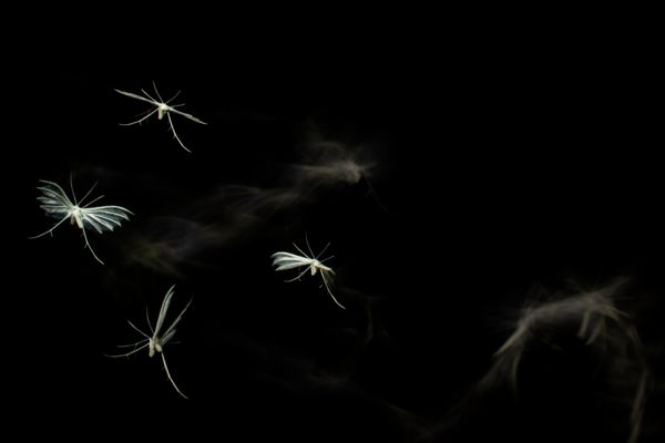 Tollas szárnycsapás