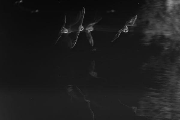 A repülés művészete