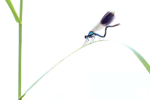 Különös szépség