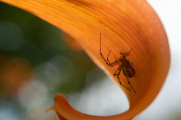 Végzetes találkozás