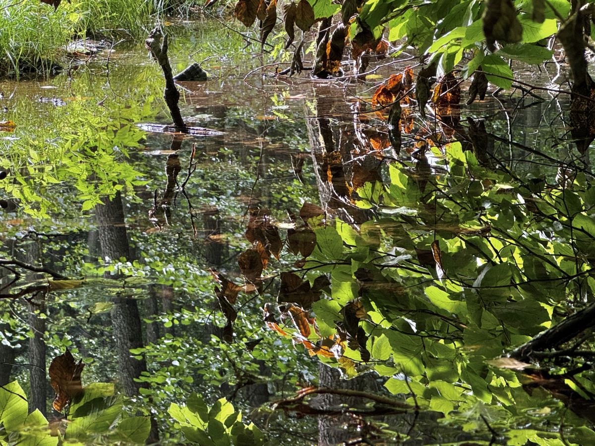 Presztolánszky Ágnes