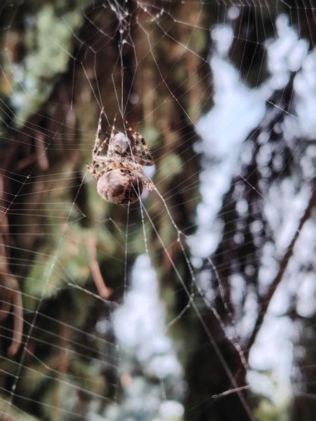 A keresztespók vadászat közben
