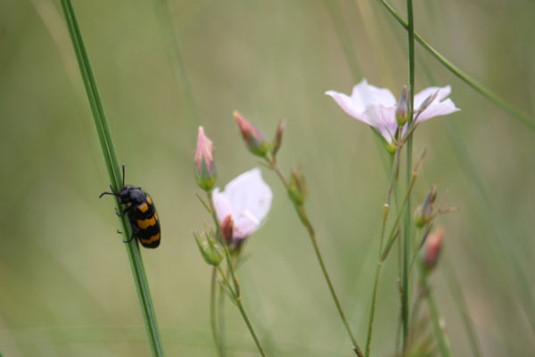 Bújócska a virágok közt