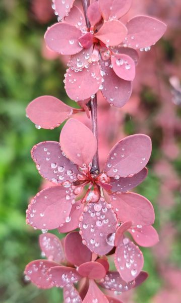 Borbolya esőcsepp-gyöngyökkel.