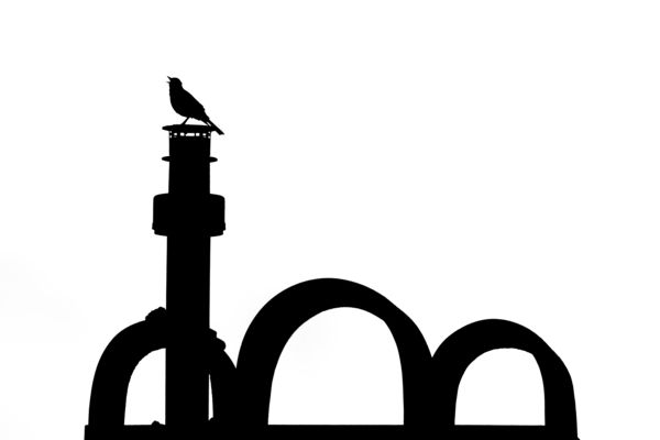 Szárnyas kéményseprő