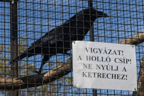 Hortobágyi Madárkórház Negró