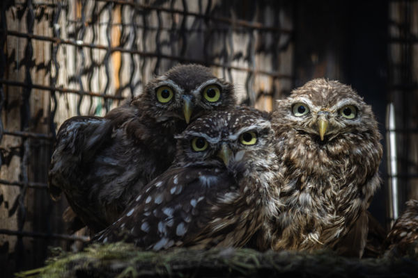 Hortobágyi Madárkórház Kuvik