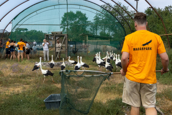 Hortobágyi Madárkórház Gólya befogás