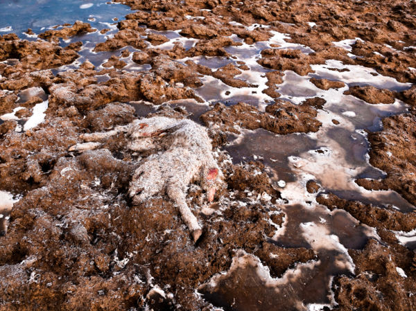 A ridegtartás rideg oldala