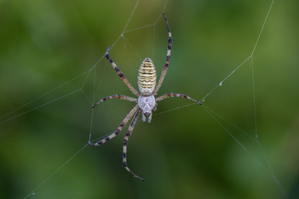 tökéletlen tökéletesség