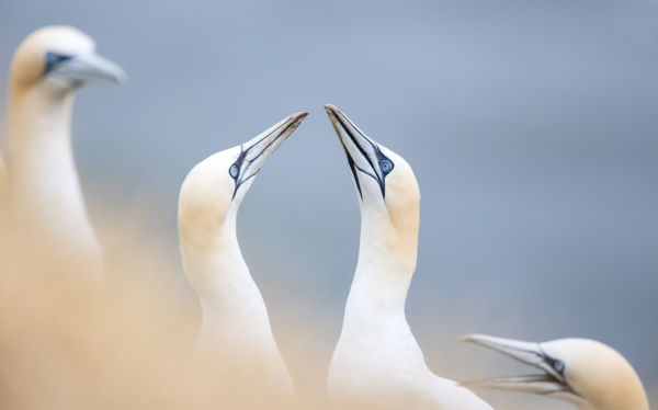 Nézd csak , ezek csőröznek