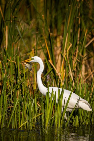 Szemen szúrt vacsora