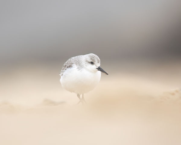 Tengerparti Hógolyó 
