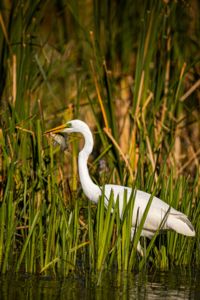 Szemen szúrt vacsora