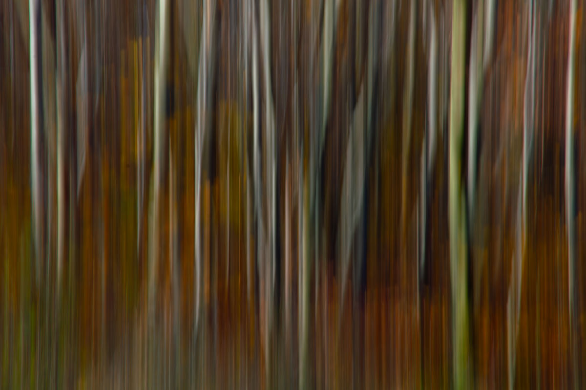 Varró Brigitta Barbara