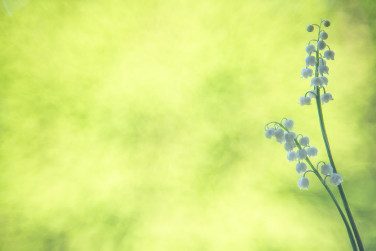 Darányiné Bakos Éva