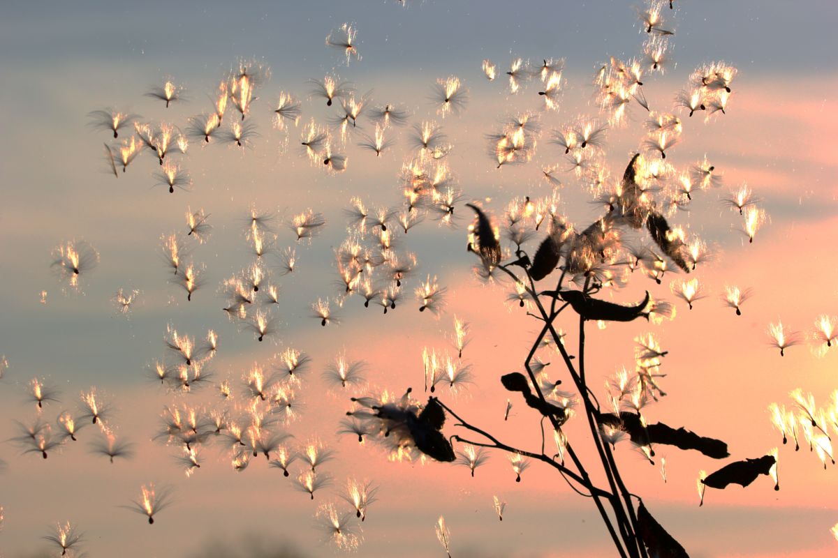 Sáráné Veres Klára