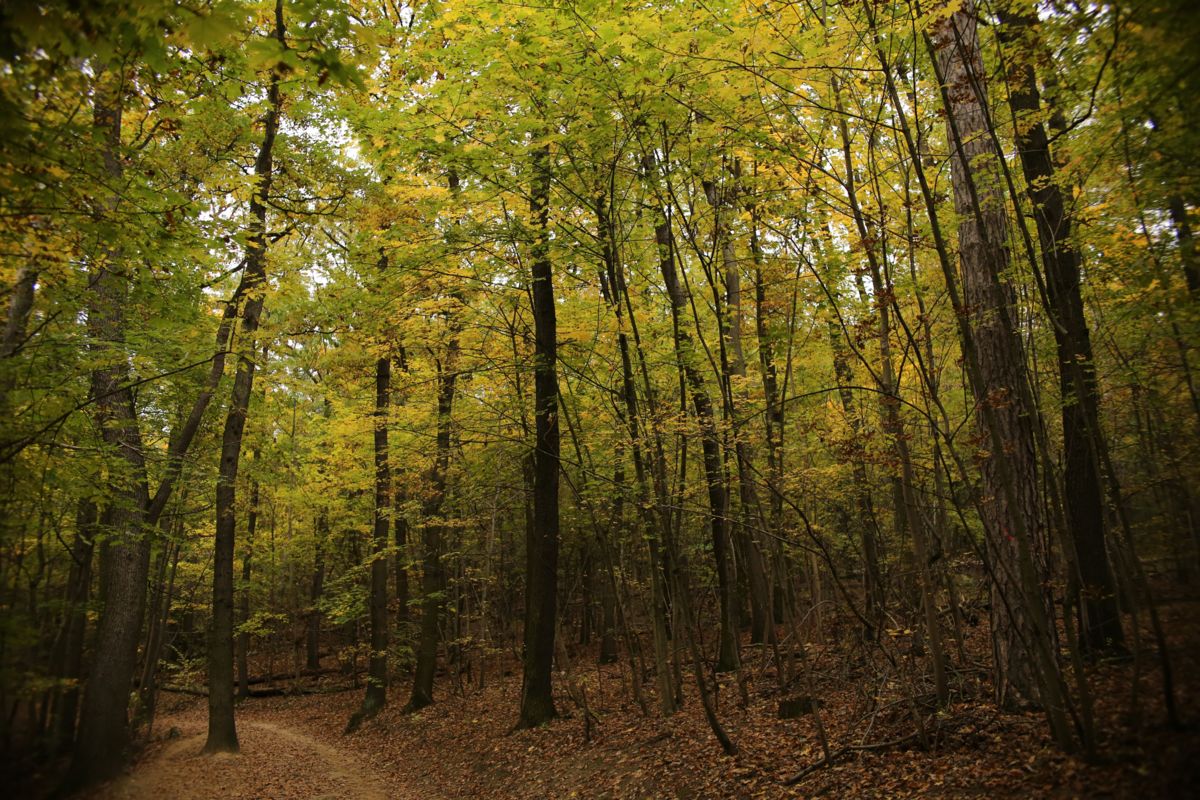 Morgan Zoárd Alexander