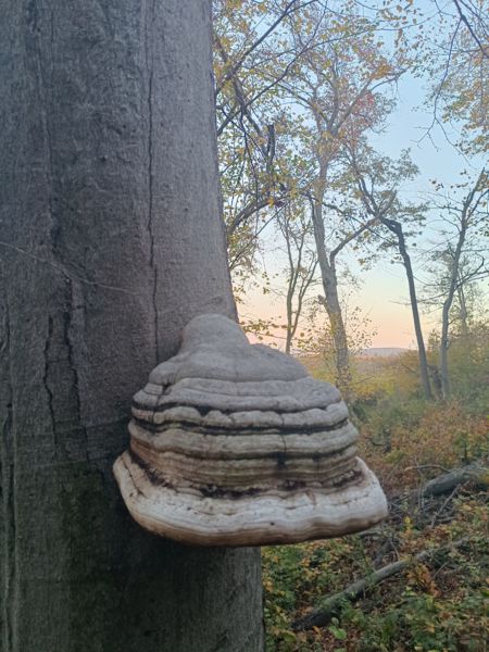 Tapló a szentgáli tiszafásnál
