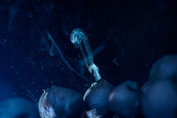 Szárnyaló kezdetek