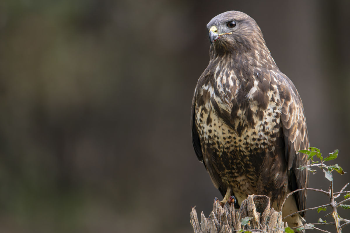 Schneider-Kiss Alexandra