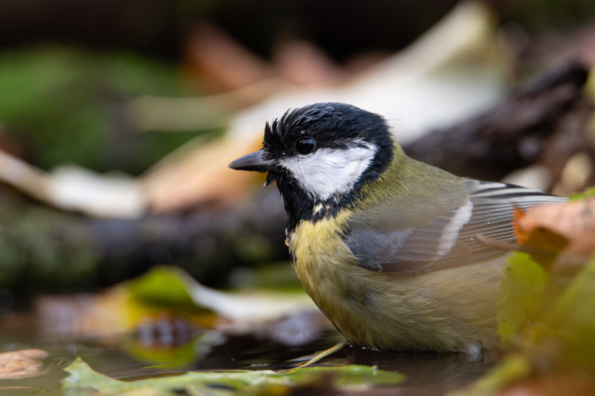 Schneider-Kiss Alexandra