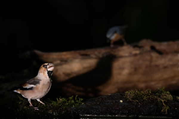 Én és az árnyékom