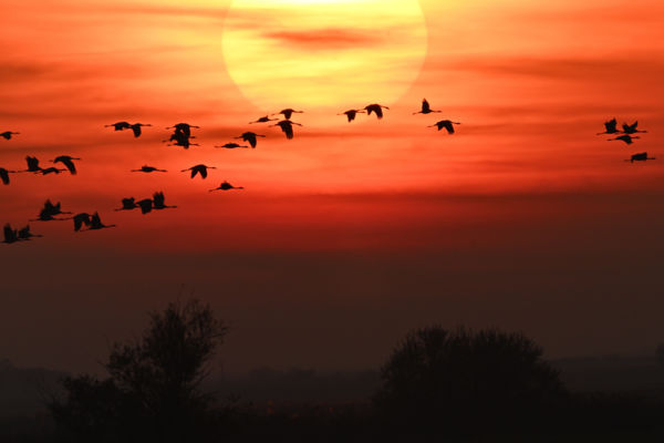 Hortobágyi csendélet