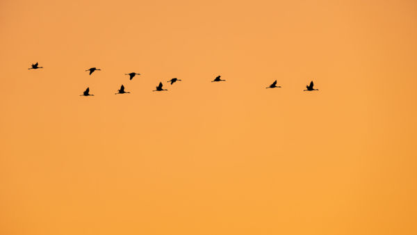 Tökéletes összhang