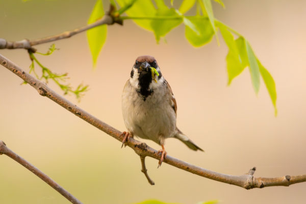 Ugye nem a kajámra pályázol?