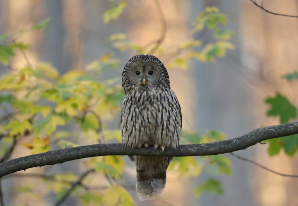 Az utolsó őszi színek 
