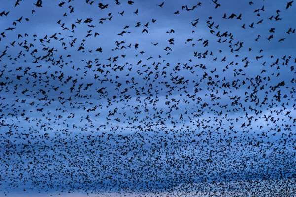 Hortobágyi sokadalom