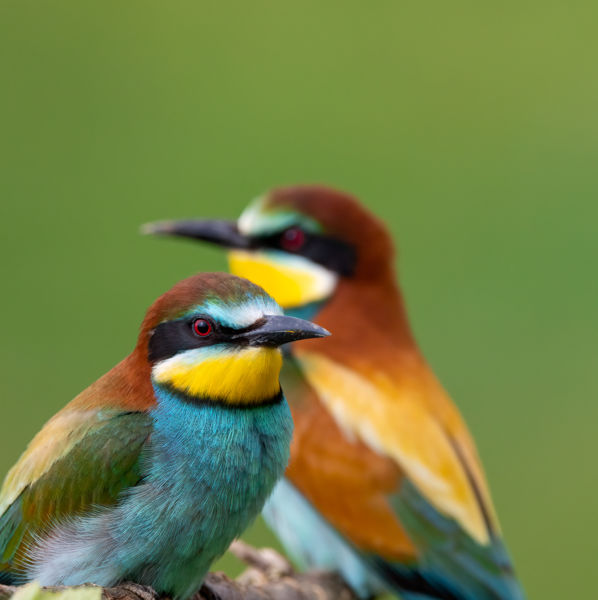 Közvetlen Kapcsolat